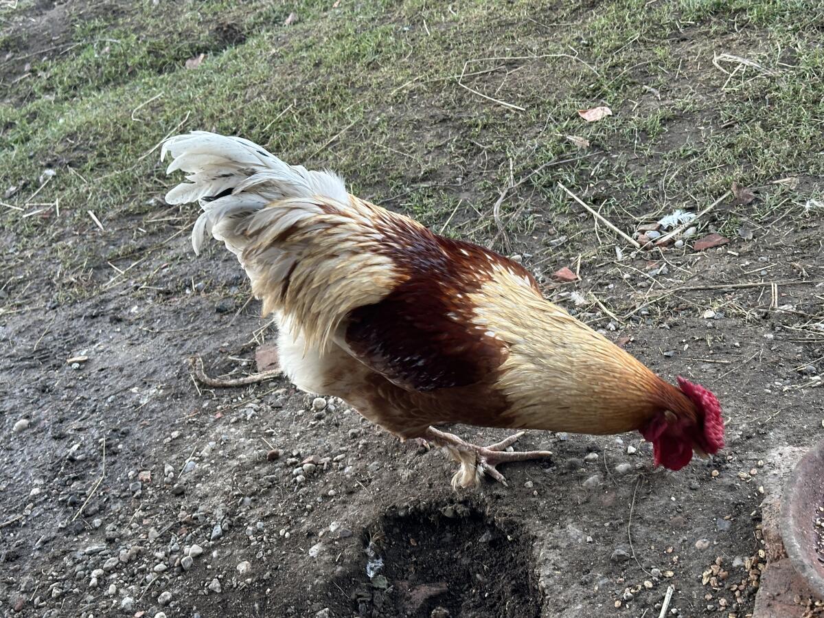 Verschenke einen Hahn aus Naturbrut 2