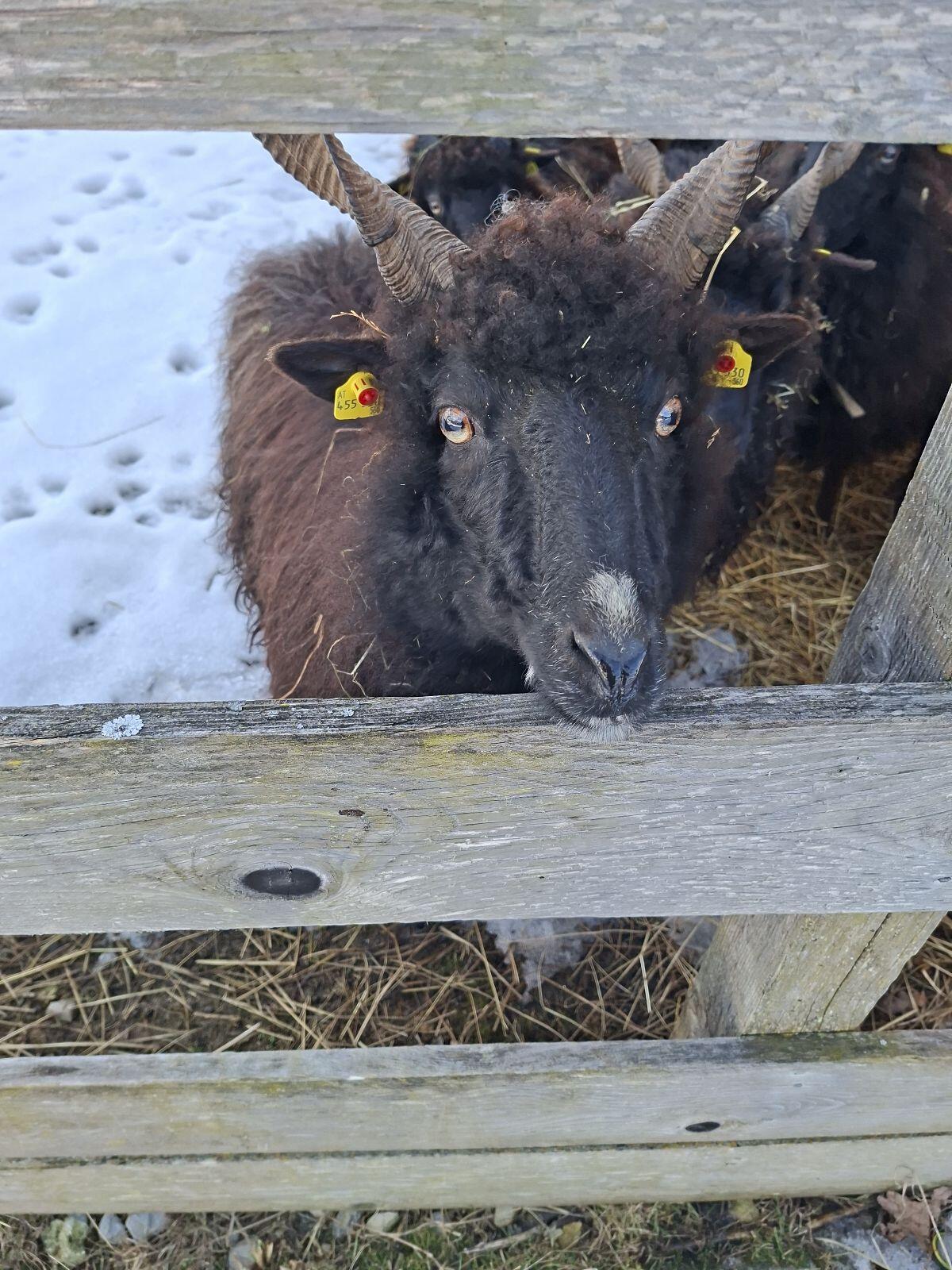 Ungarische Zackelschafe 3