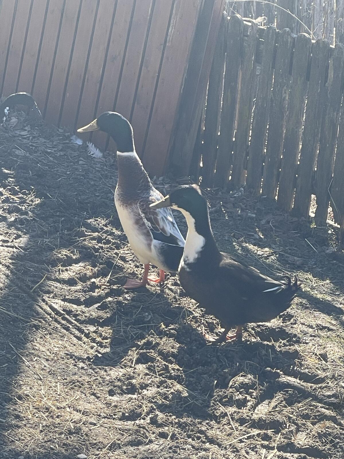 Erpel 1-jährig abzugeben 2