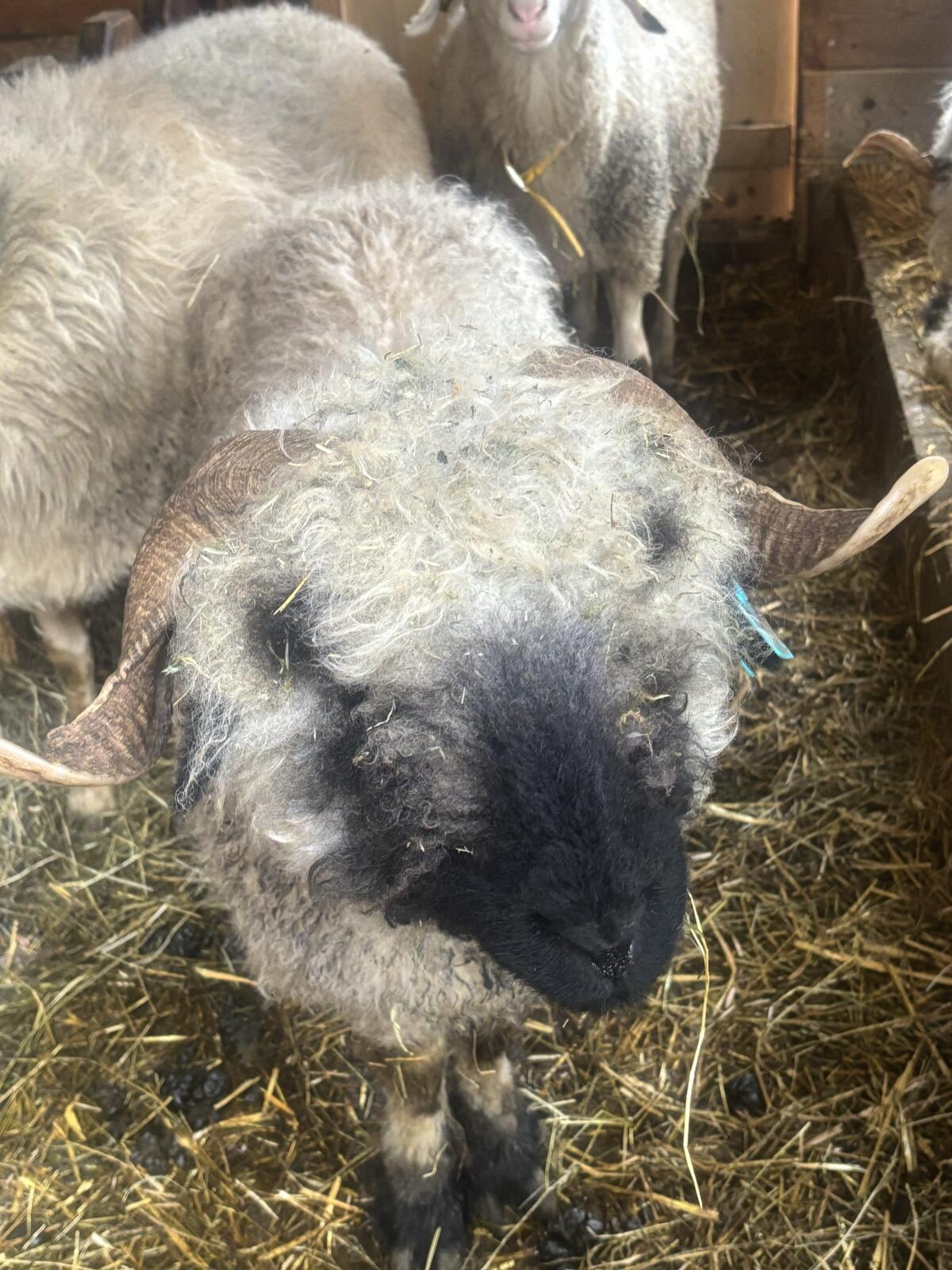 Walliser Schwarznasenschafe 3