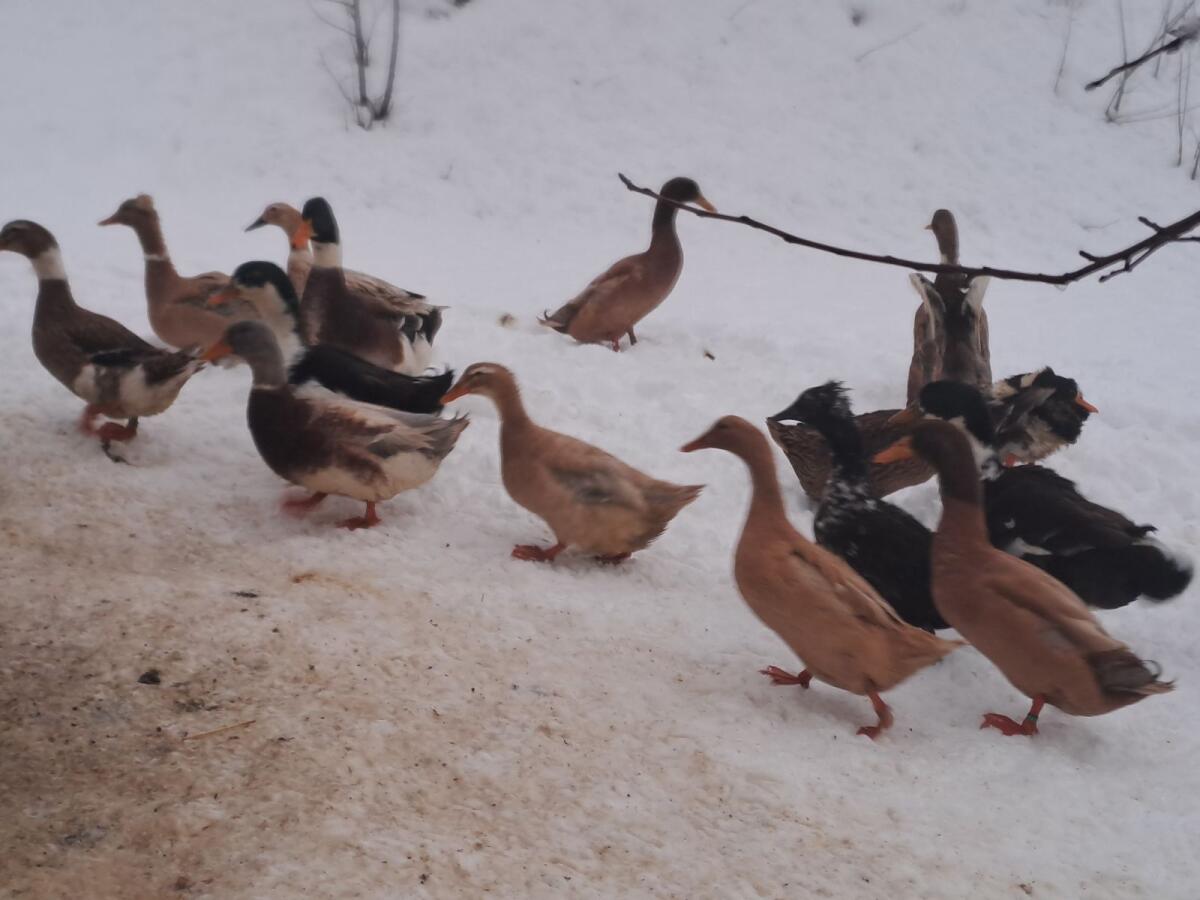 Landenten und Laufenten 2