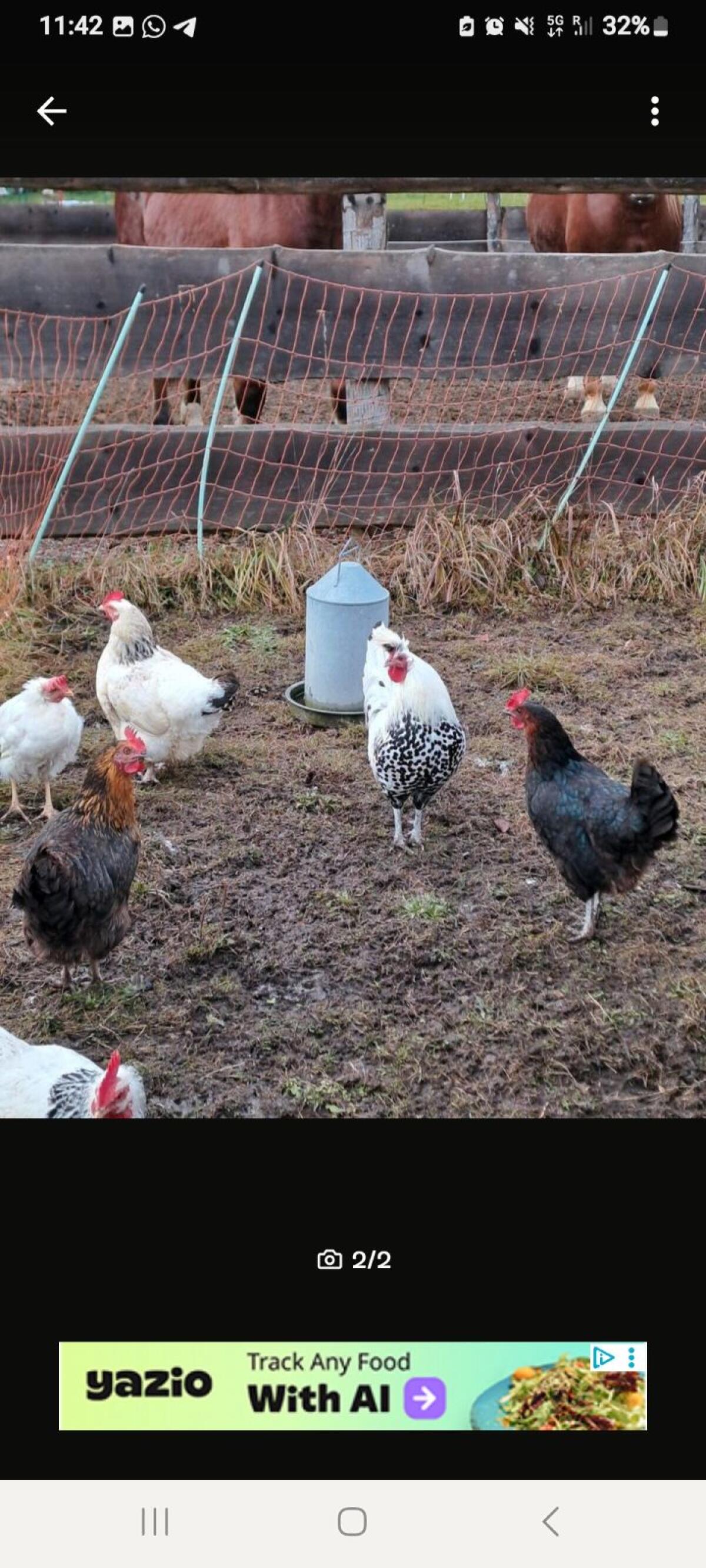 Appenzeller Spitzhauben Hahn 2