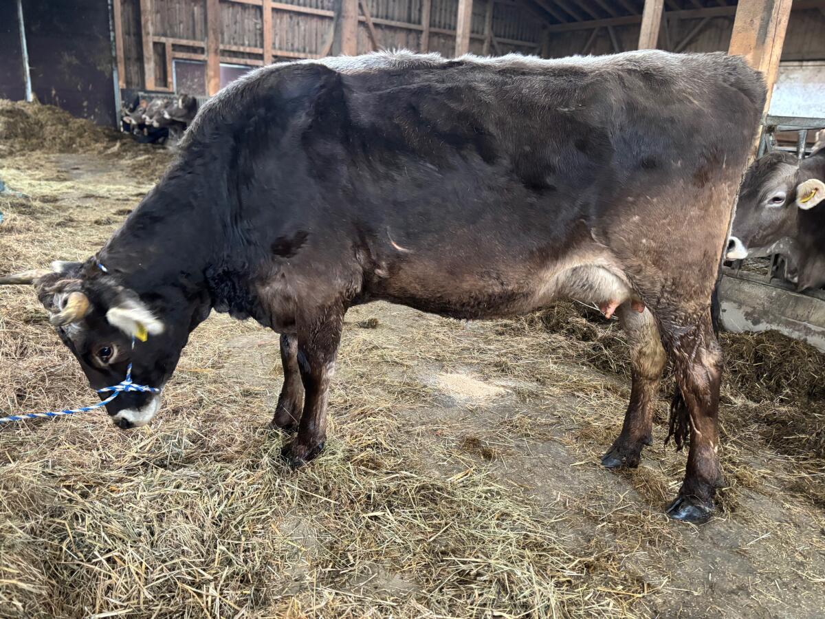 Bio Jungkuh - Braunvieh 3