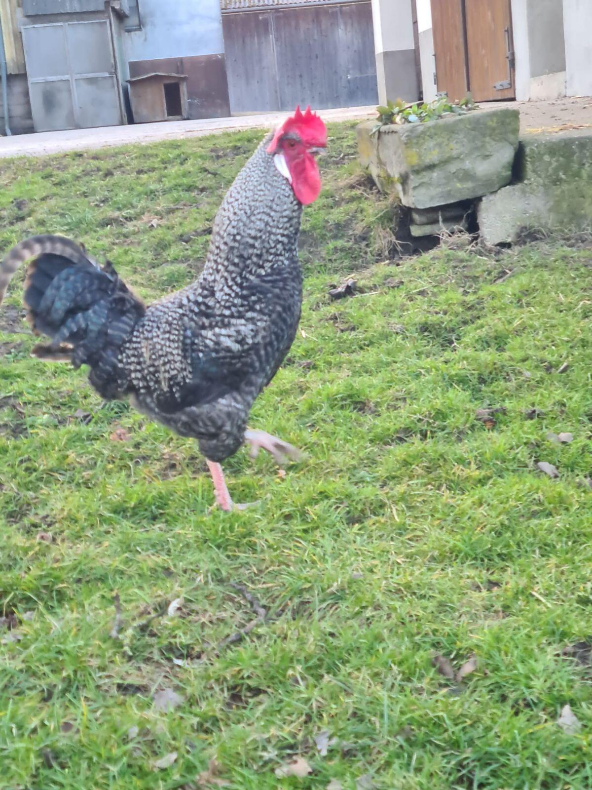 Junger Hahn abzugeben 2