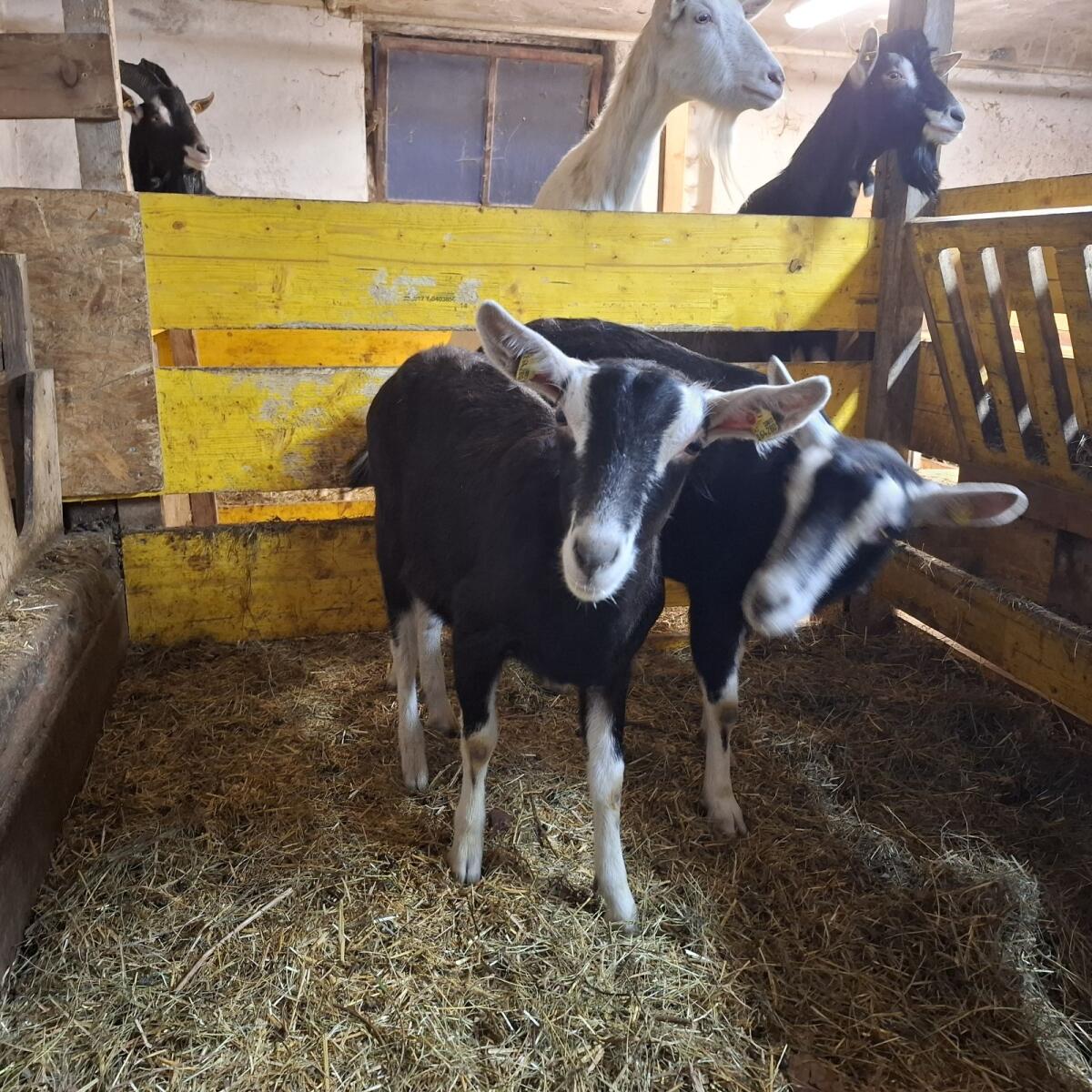 Bündner Strahlenziege 2