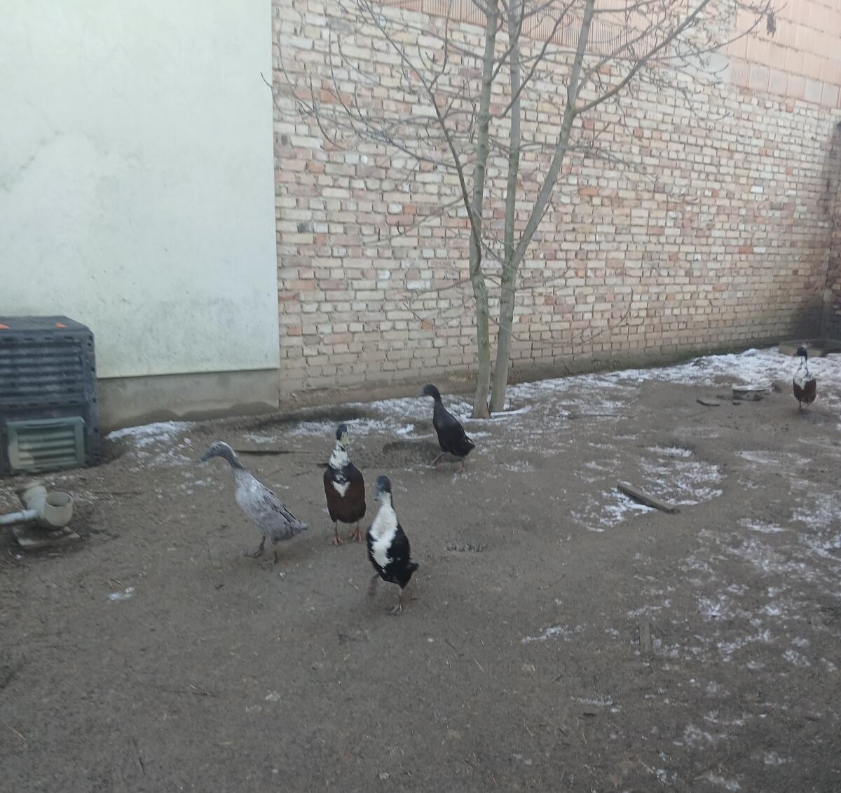 Laufenten zu verschenken 2