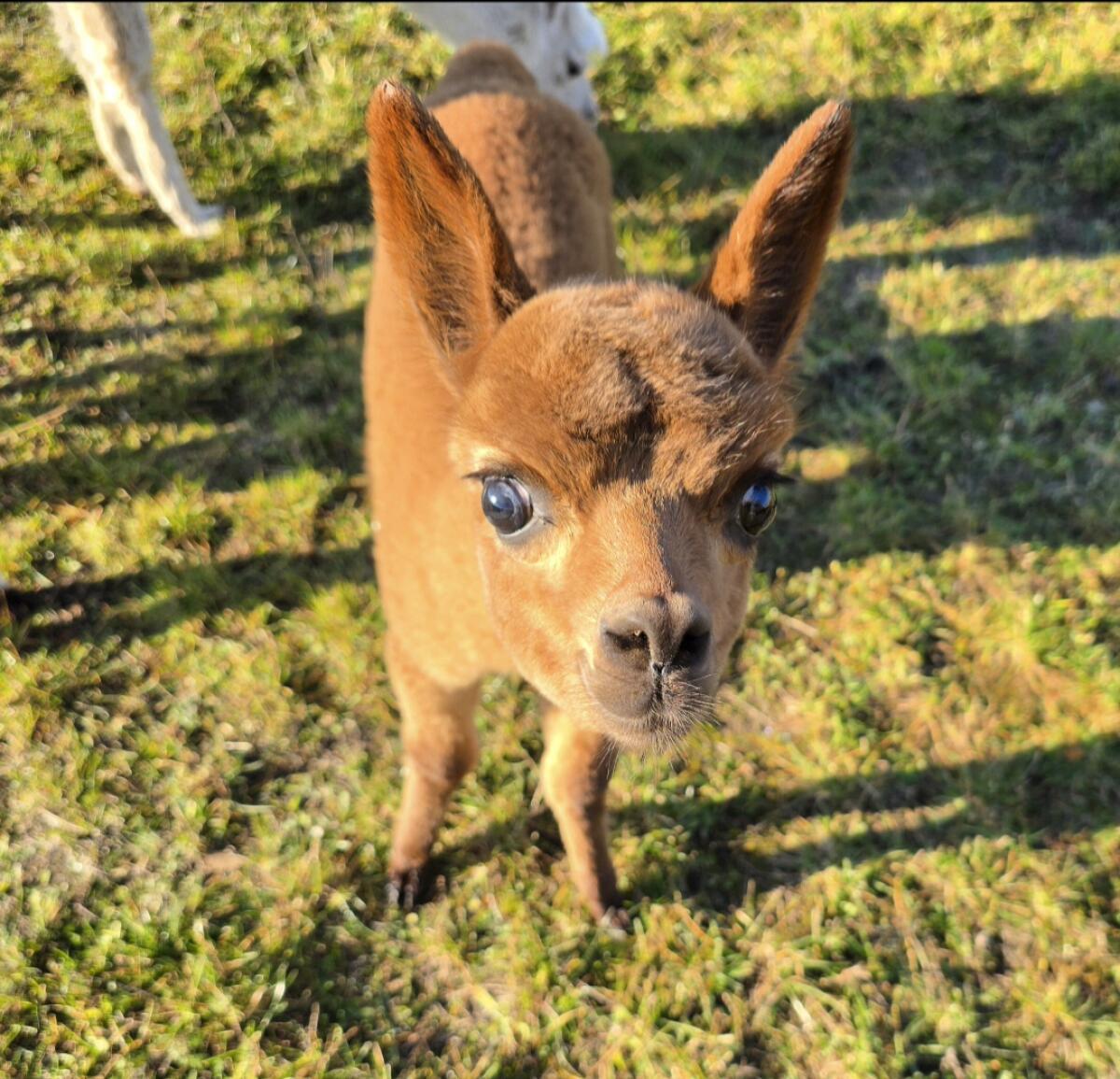 Alpaka Stut- und Hengstfohlen 2