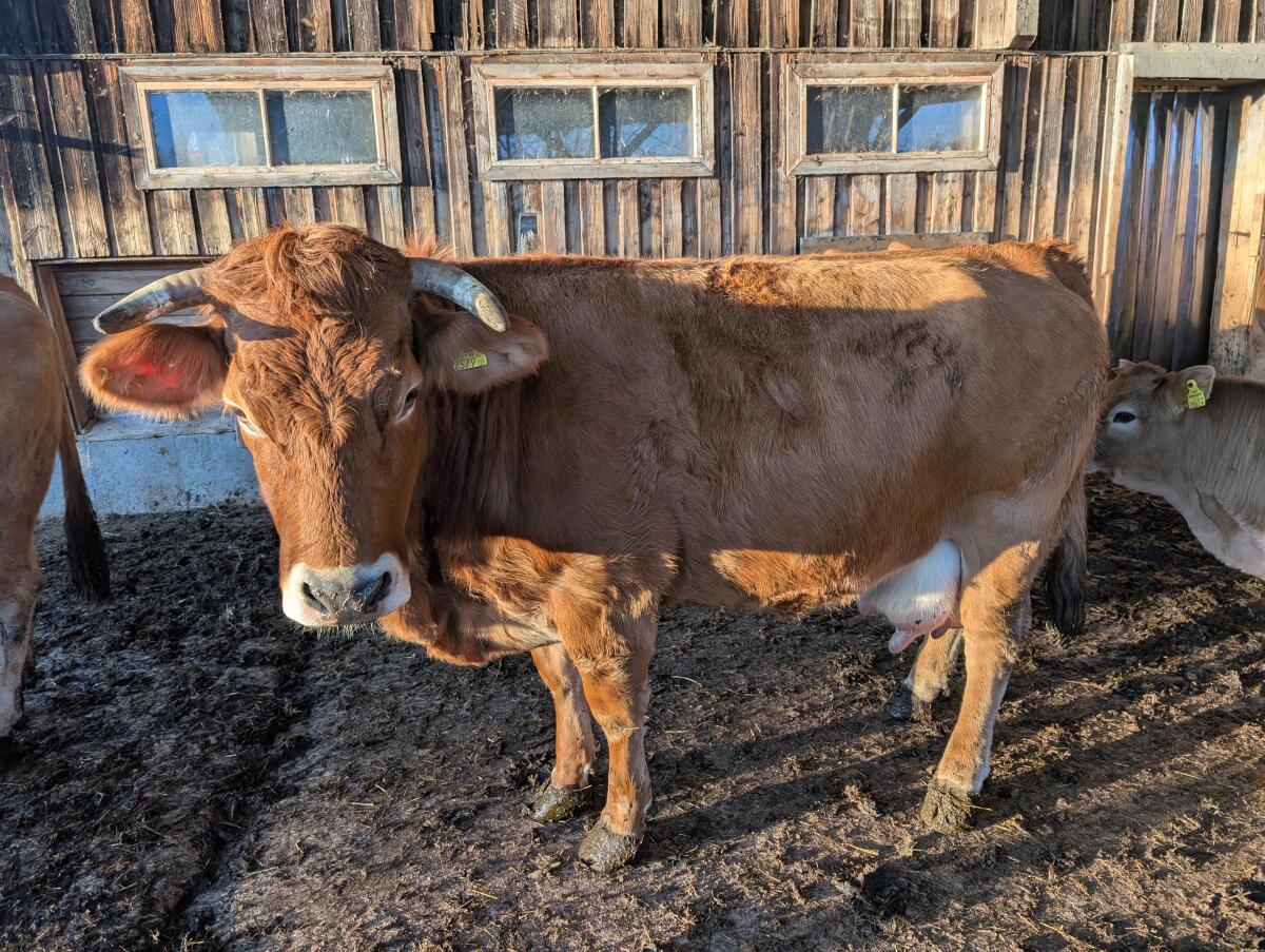 Murbodner Kühe Bio 2