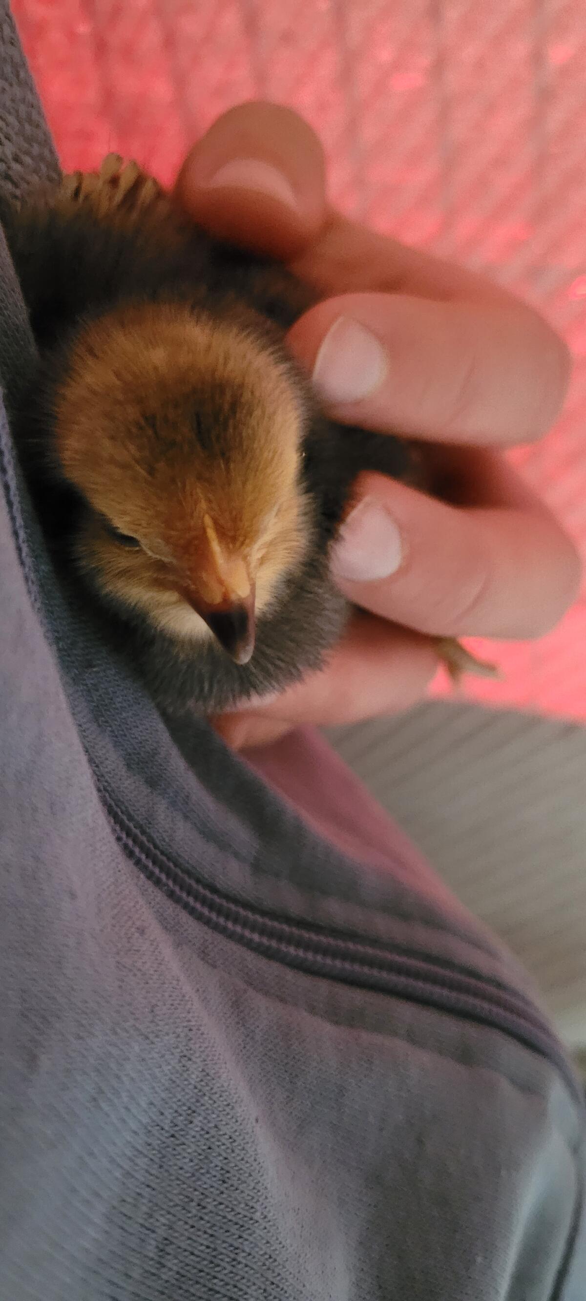 Reinrassige Vorwerkküken abzugeben! 3