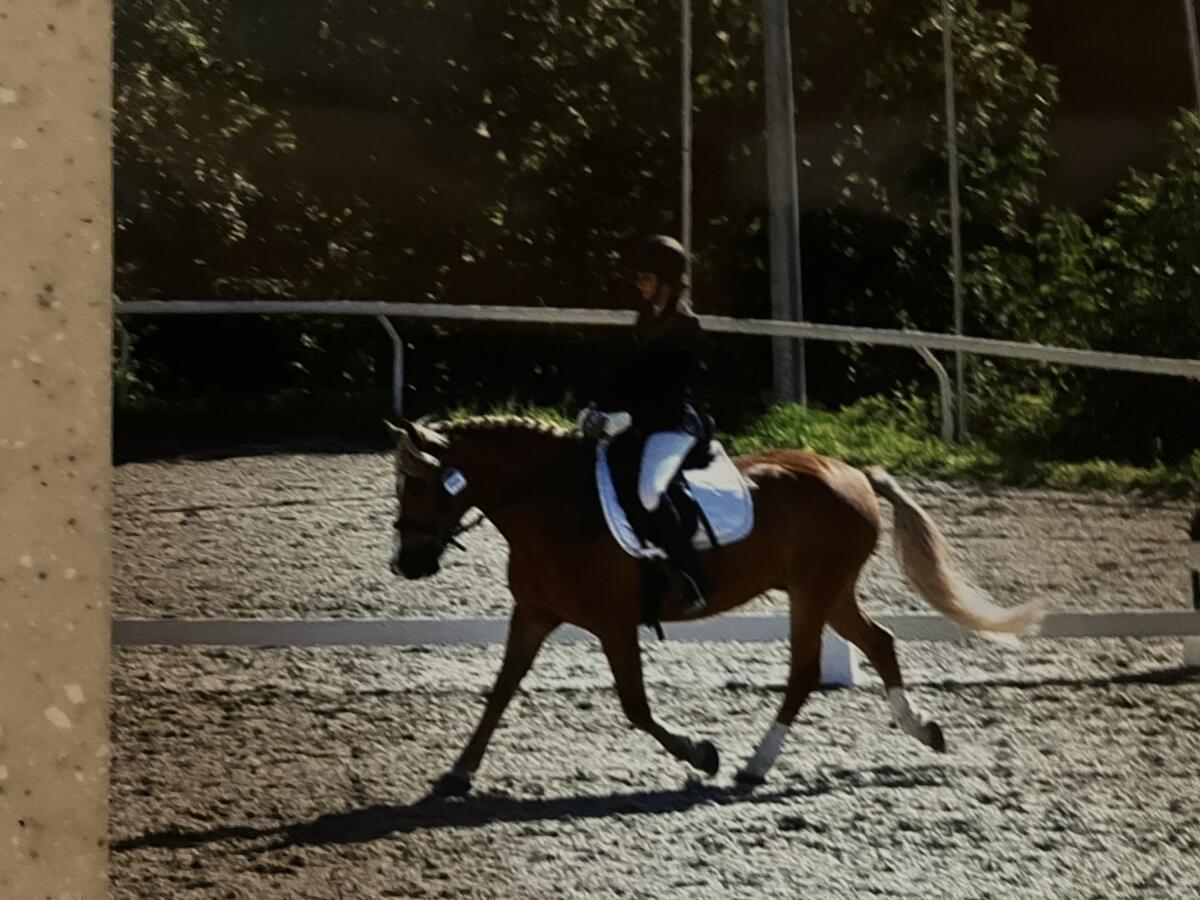 Reitcamp von Anfänger bis zum Profi 2