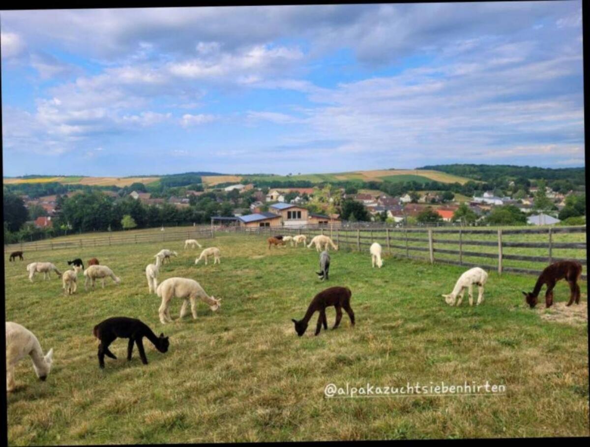 Alpaka, Huacaya Alpaca, Stuten, Hobbytiere, Wallach, Hengste 2