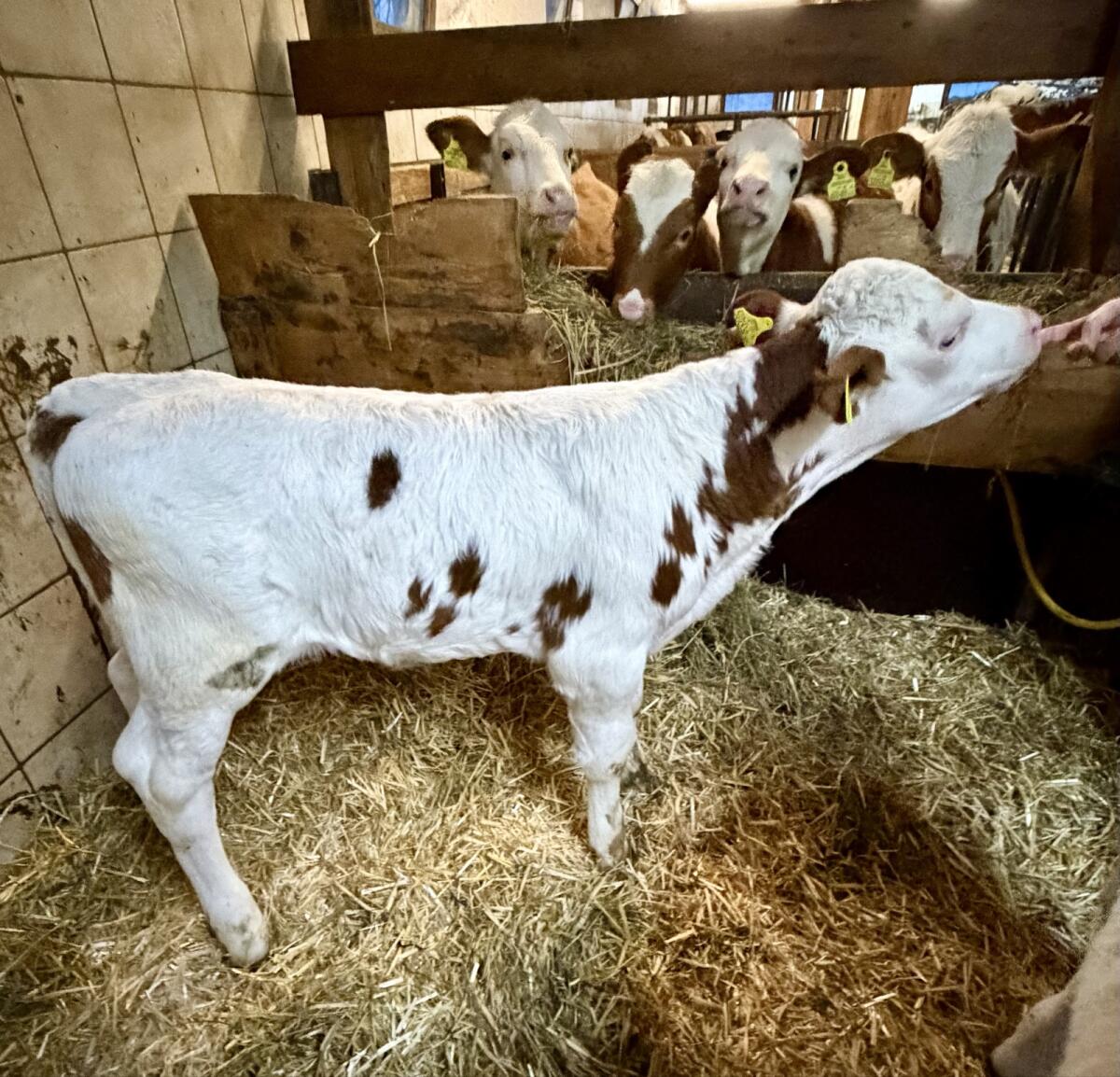 Fleckvieh Zuchtkalb 2