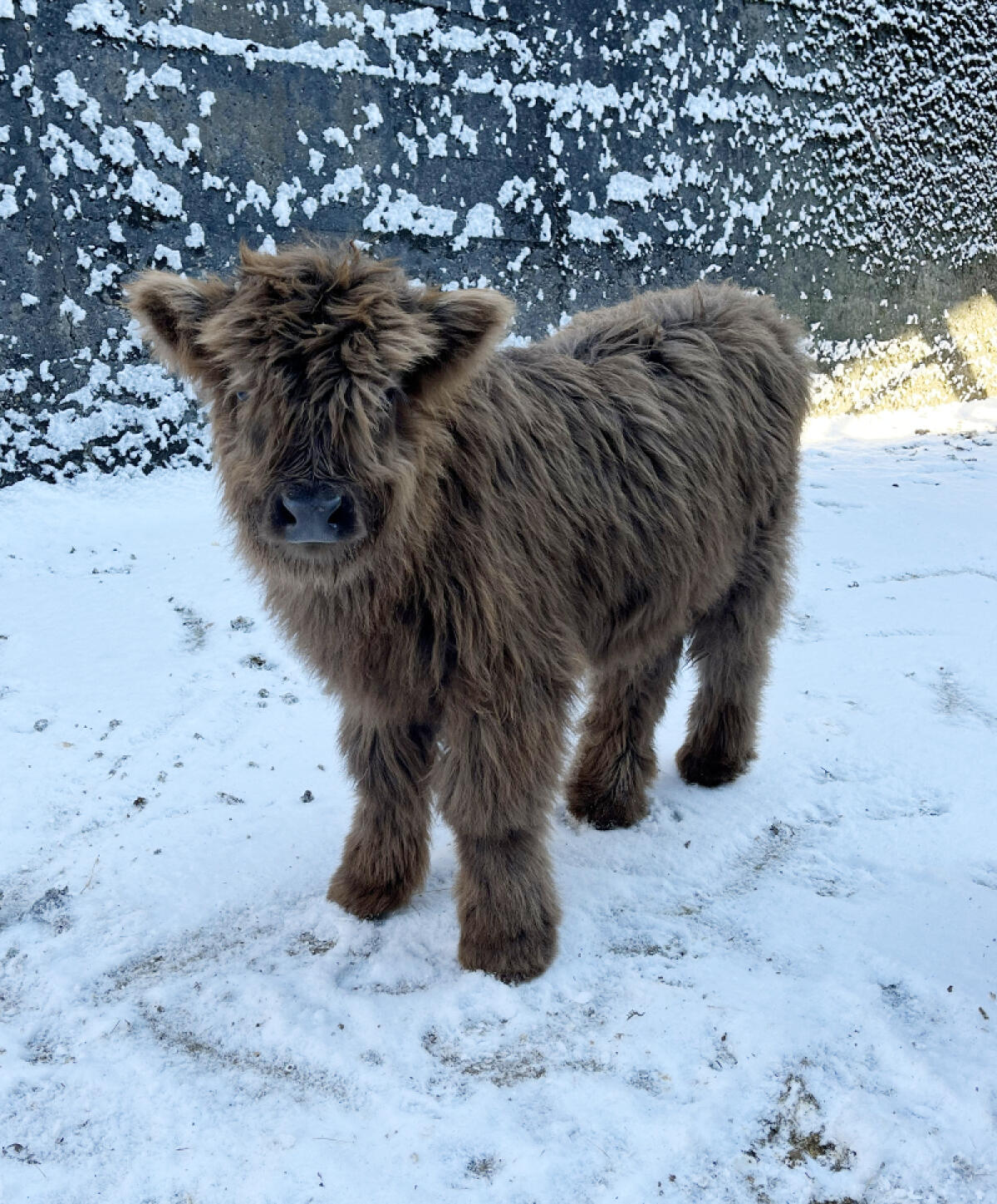 Mini Hochlandrind Stier, Jungtier 2