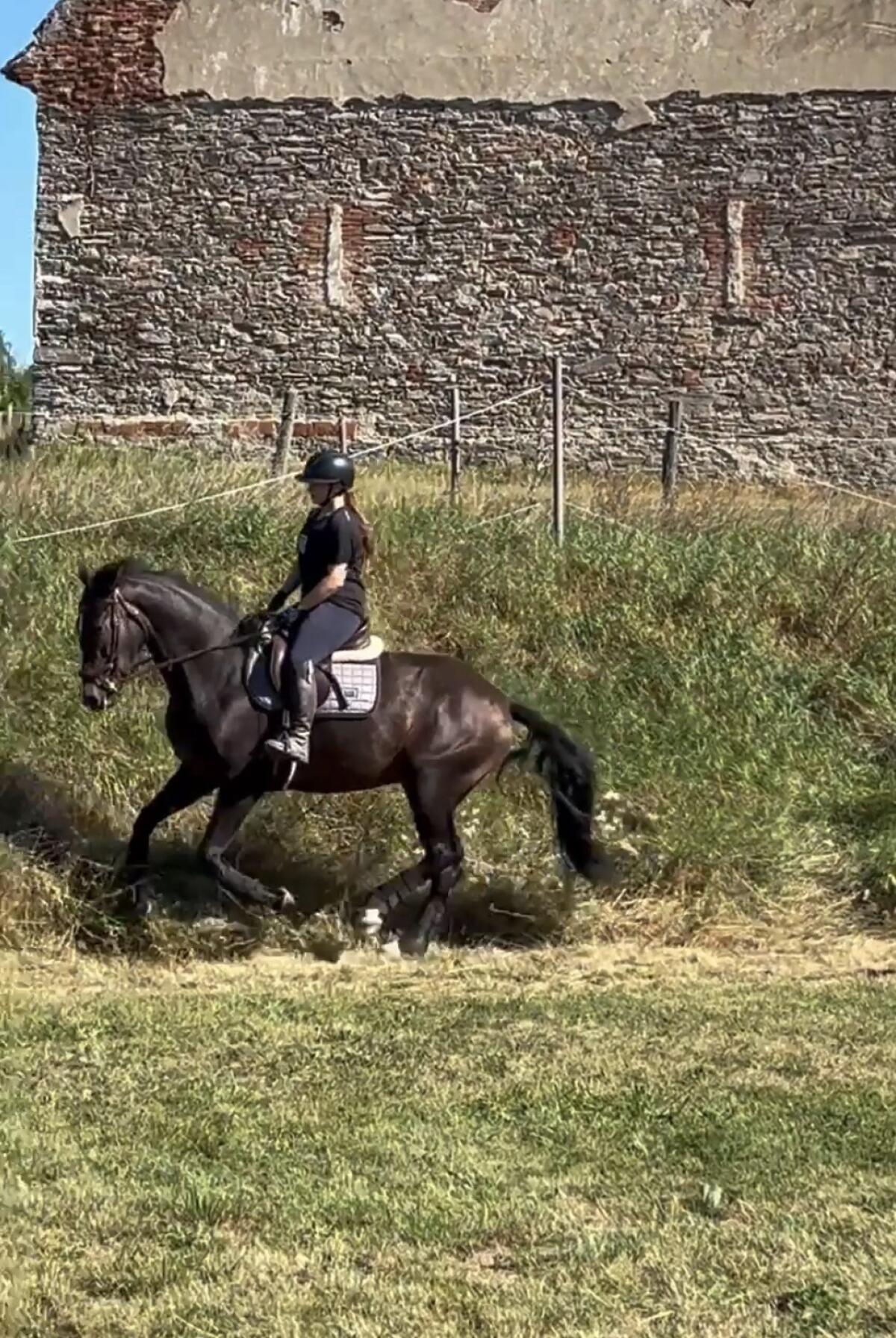 Freizeit-Ausreitpferd sucht Herzensmensch 2