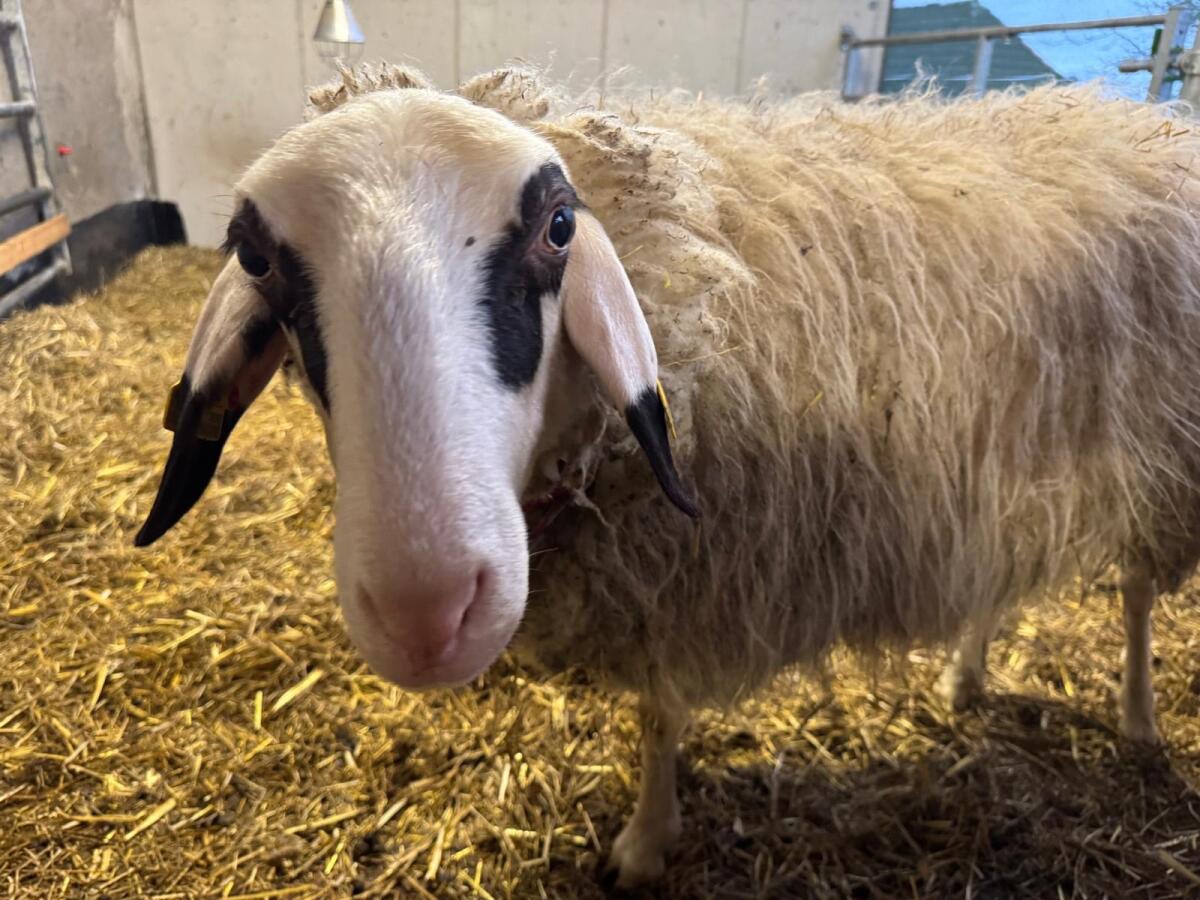 Kärntner Brillenschaf 3