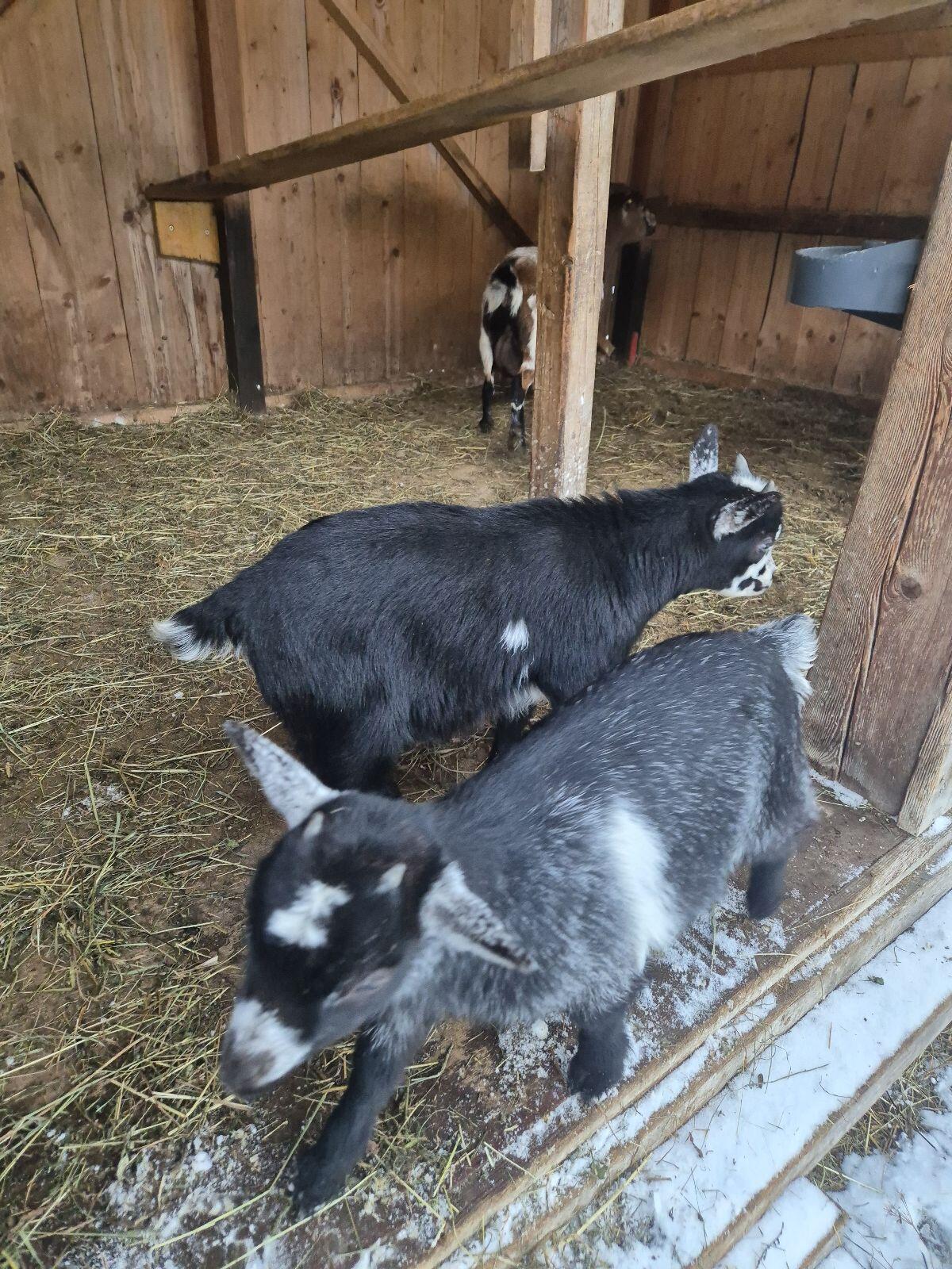 Zwergziegen und Bergschaflämmer 3