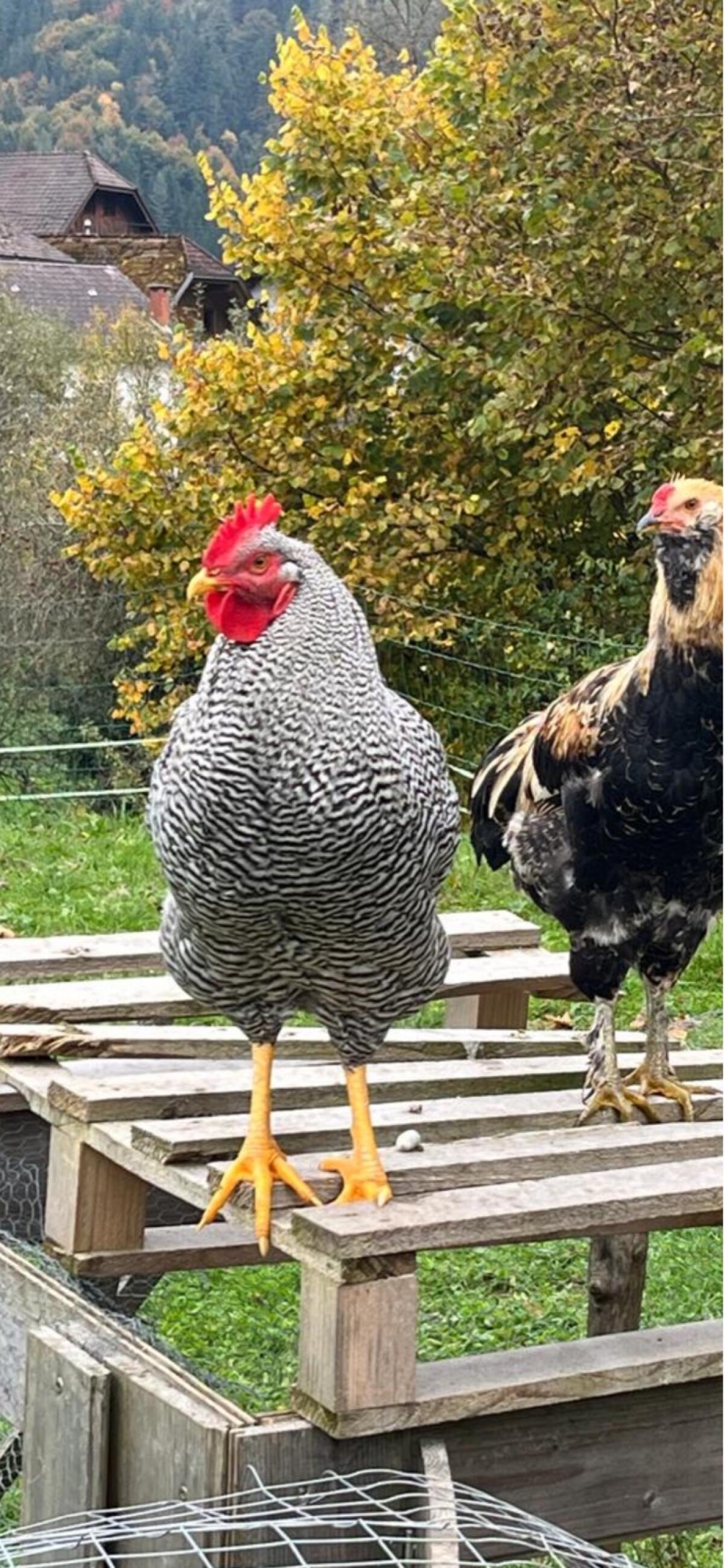 Reinrassiger Amrock Hahn 2