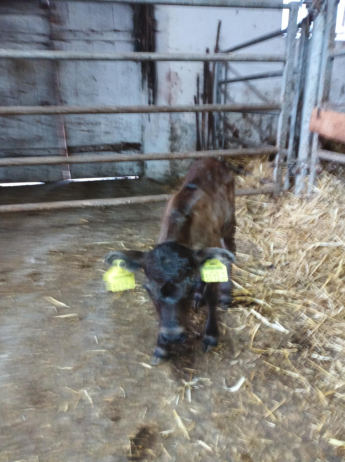 Zwergrindkuh mit Kalb 3