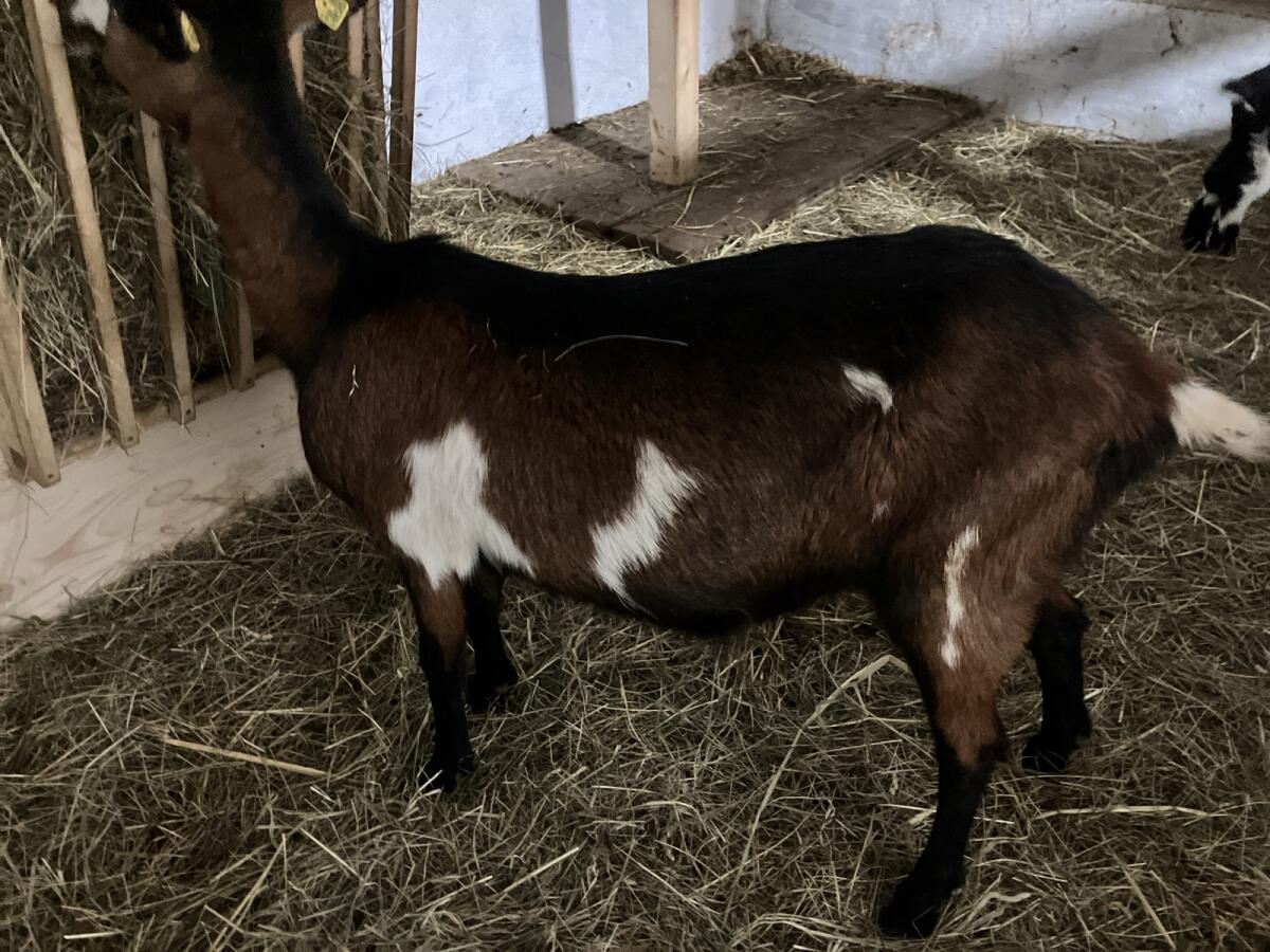 Tauernschecken-Ziege „Elsa“ 2