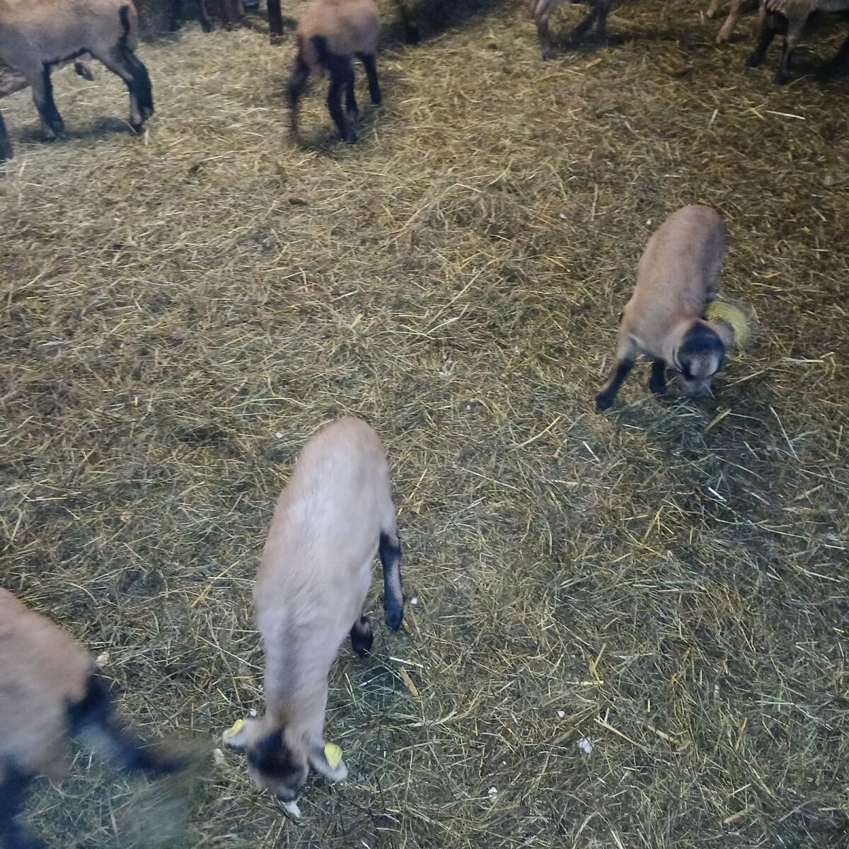 Kamerun Jungböcke 2