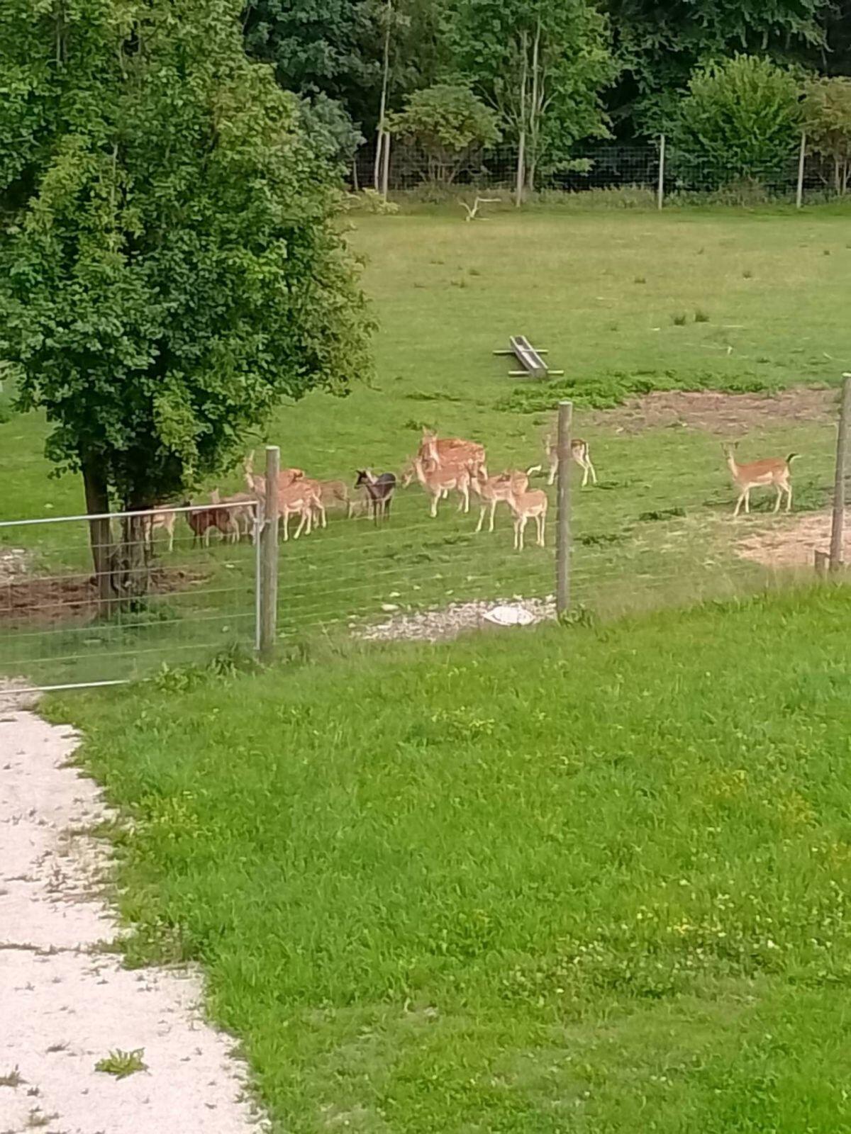 Schwarzes Damwildtier zur Zucht 2