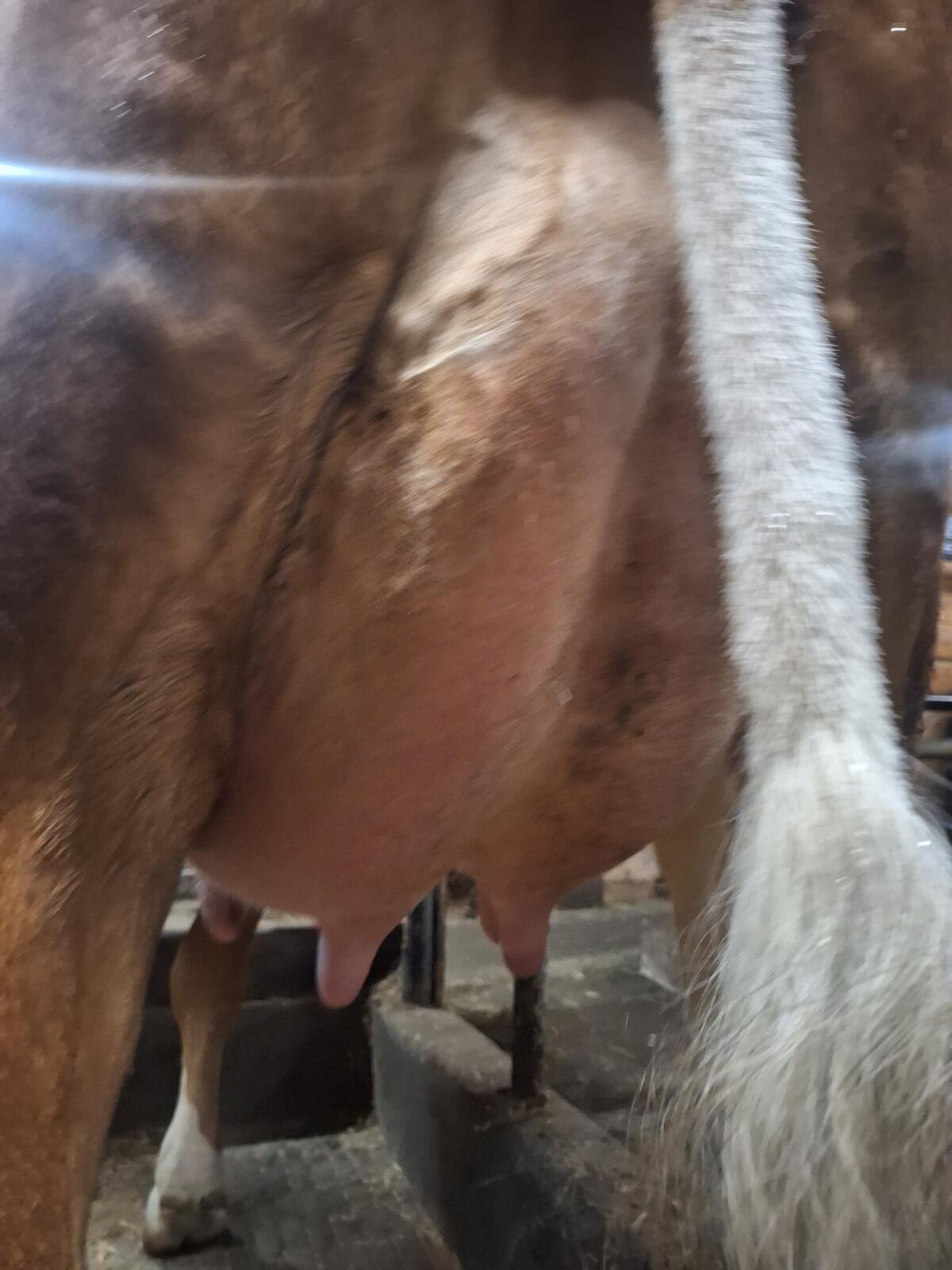 Verkaufe brave Erstlingskuh aus Aufzuchtbetrieb 3