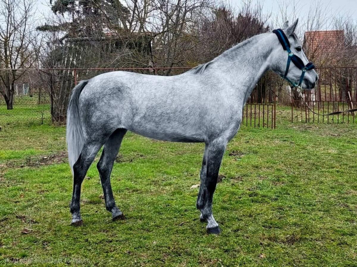 Ungarisches Sportpferd 2