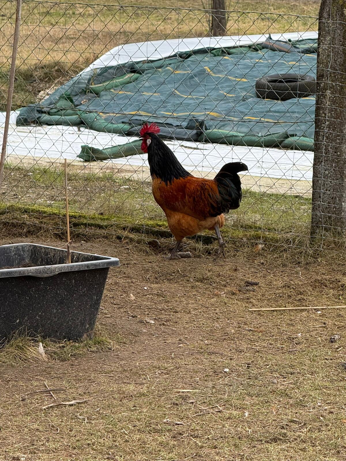 Junghähne der Rasse Vorwerk 2