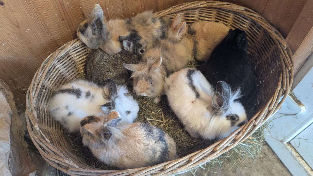 Zwergkaninchen in allen Farben laufend zu verkaufen 3