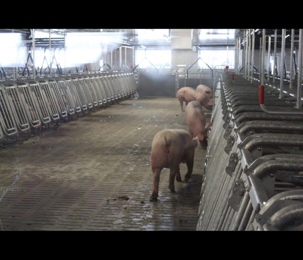 Verkaufe Deck- und Wartestall Schauer (Selbstfang) 2