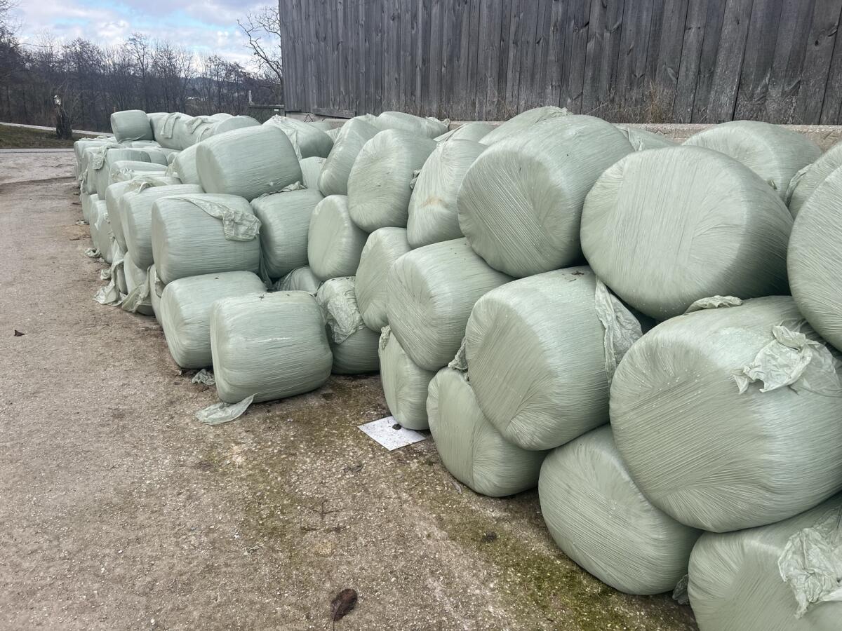 Maismusballen abzugeben 2