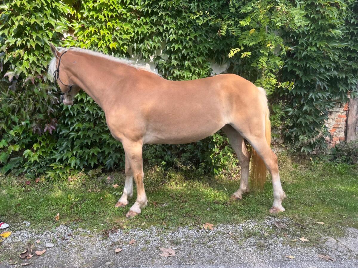 Haflingerstute Bengala 2