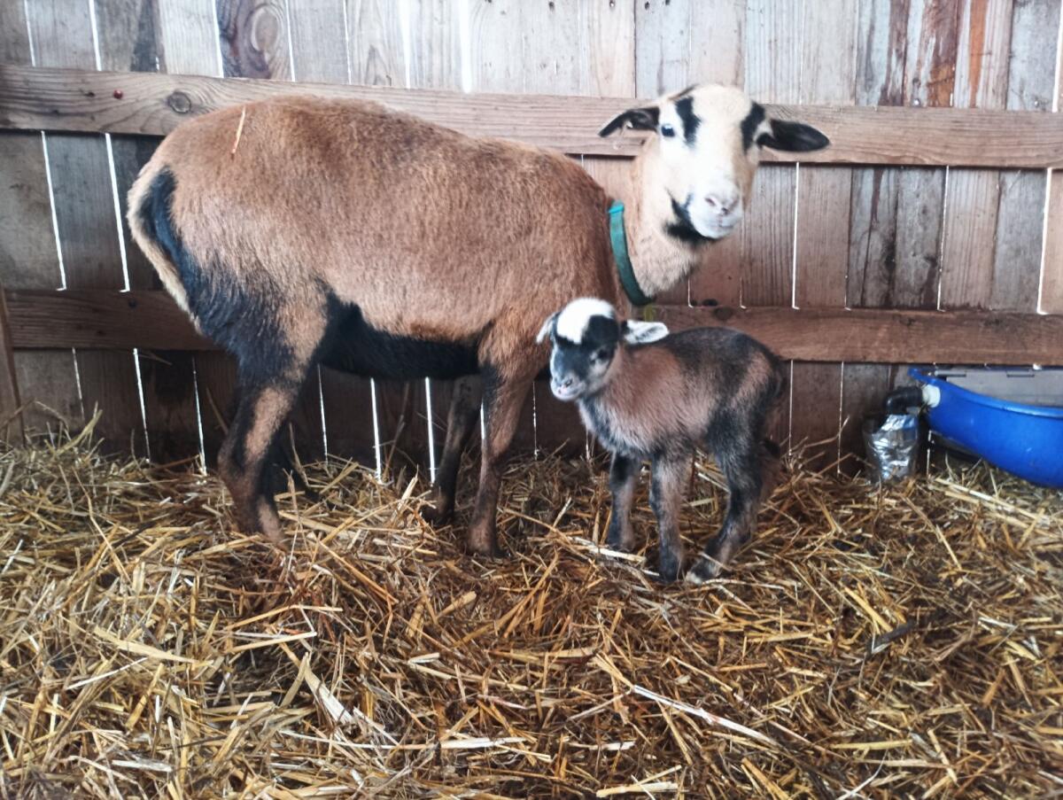 Kamerunschaf und Dorper-Mix 3