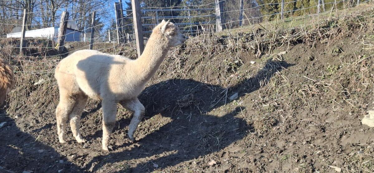 Alpaka Zuchthengste mit Stammbaum 2