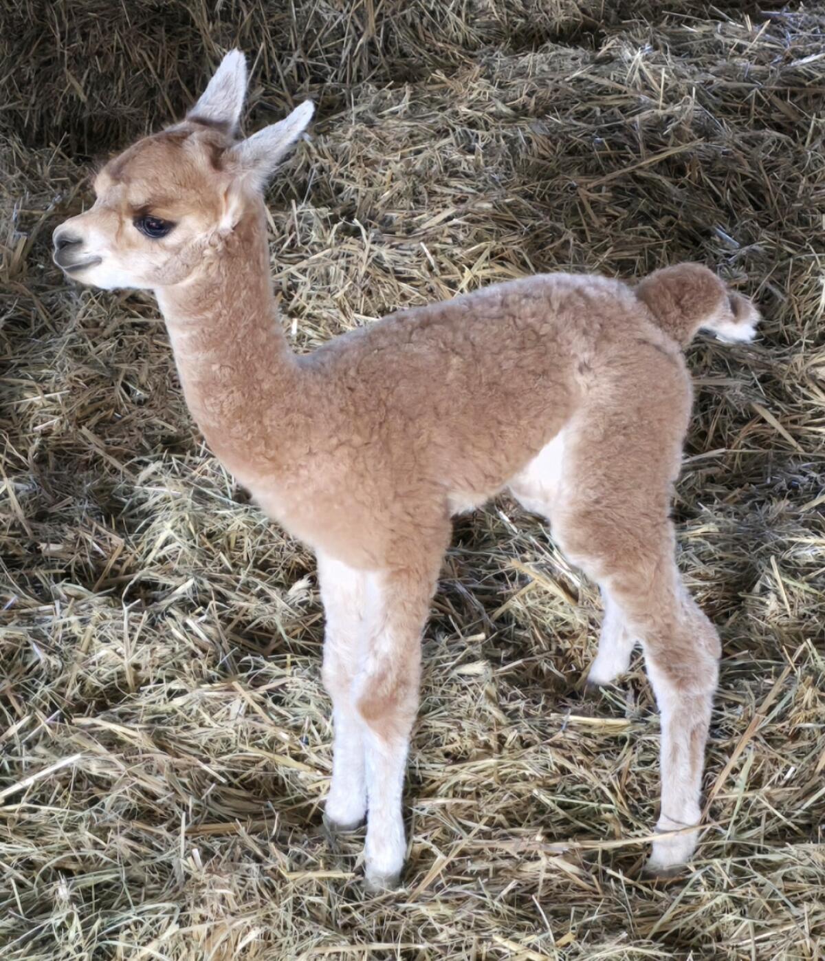 Alpaka Stut- und Hengstfohlen 3