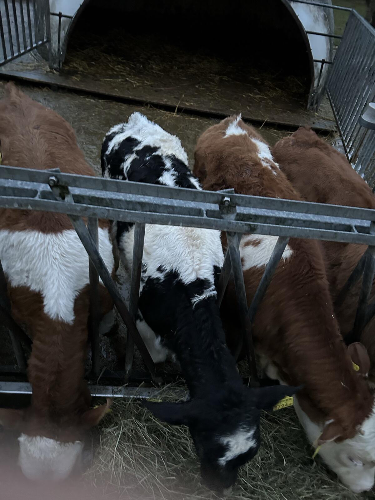 Verkaufe 1 WBB Kuhkalb 3