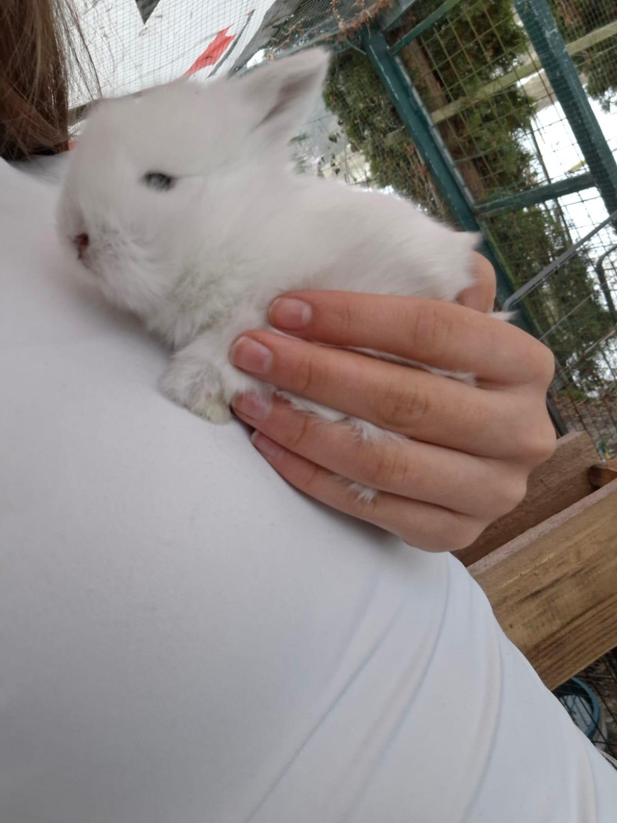 Mini Lop und Teddy-Zwerge abzugeben 3
