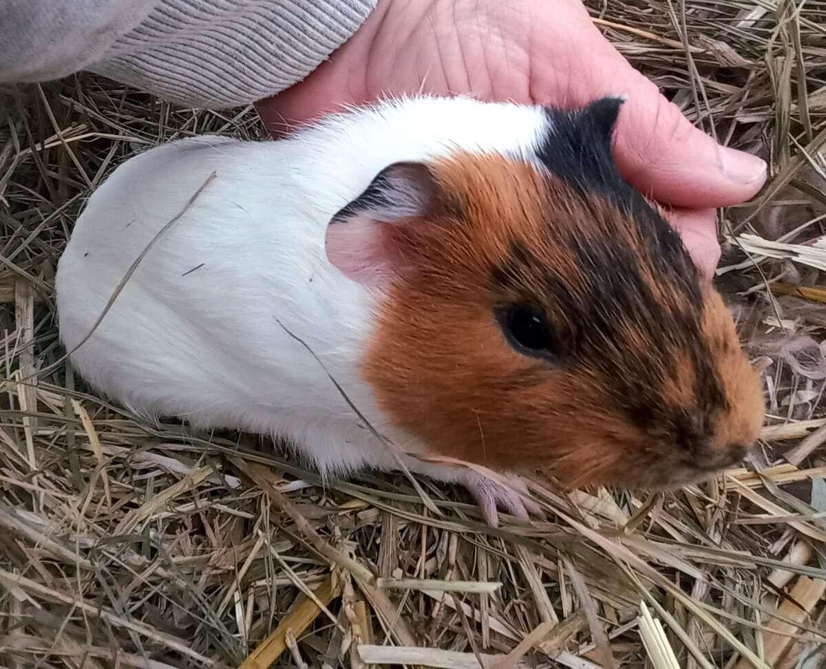 Meerschweinchen Bub 2