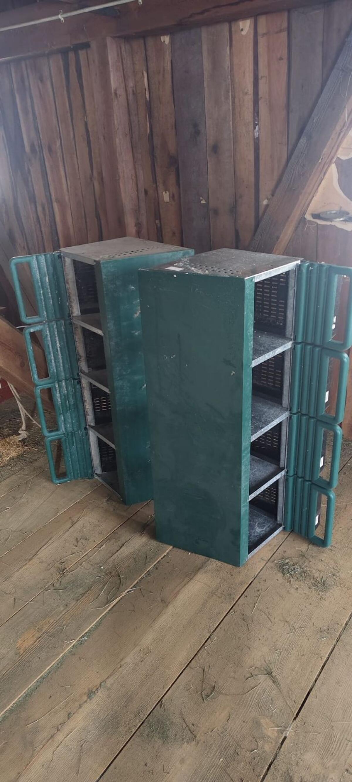 Legenester Hühner 3