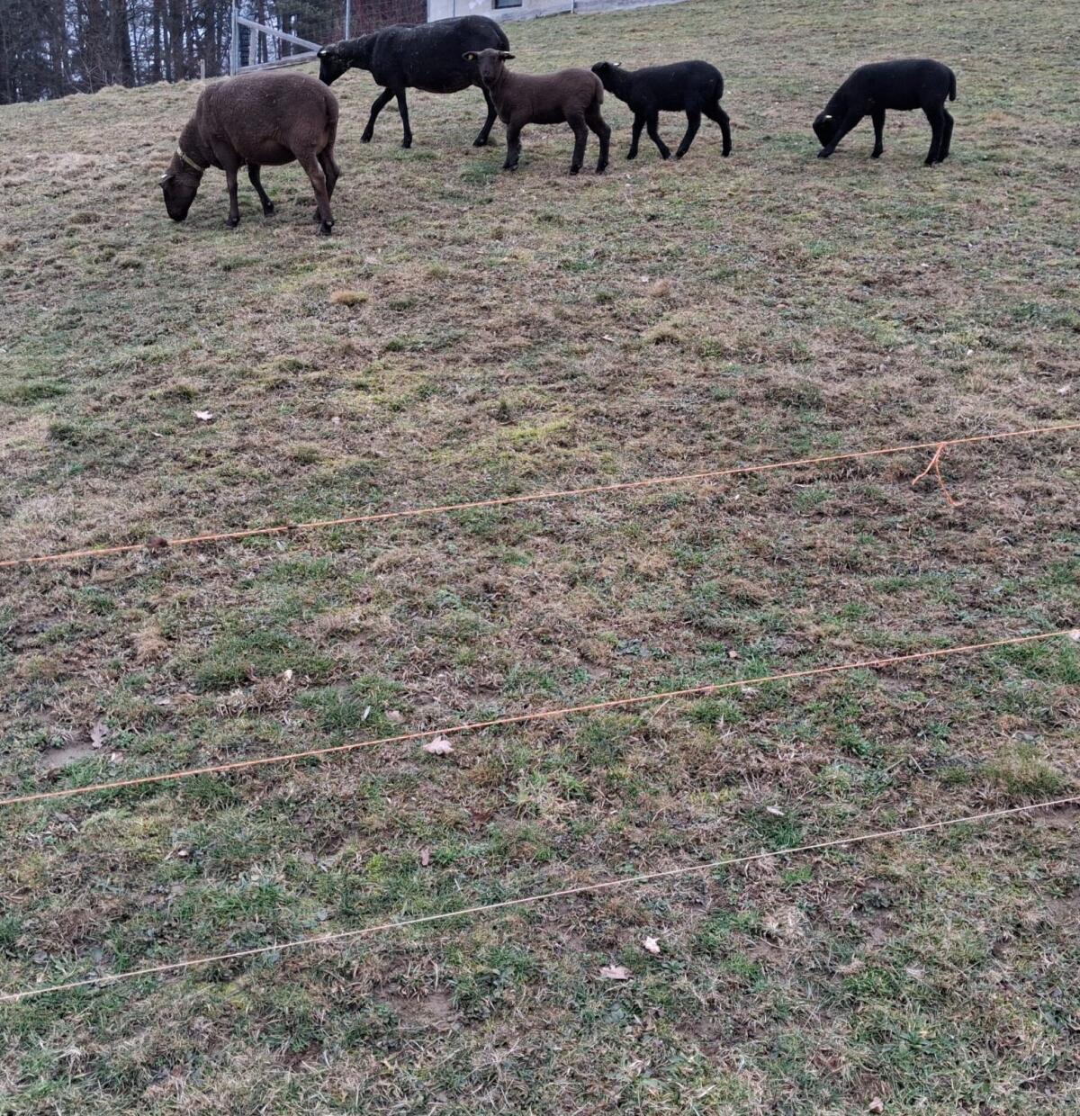 Jura Schafe weiblich 2