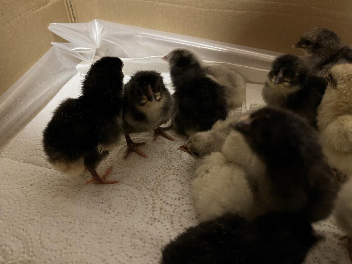 Bresse gauloise bleu Tagesküken 2