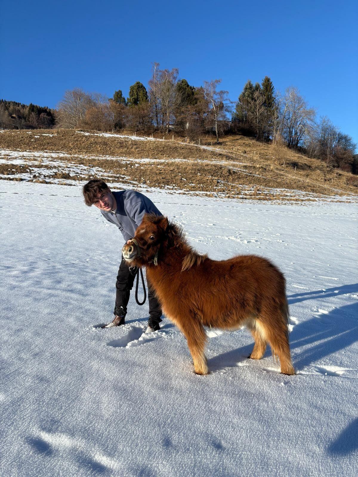 Mini Shetty Fohlen Gino 2