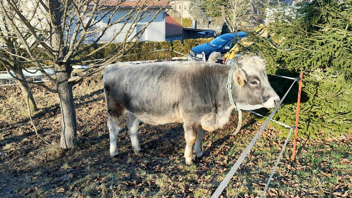 Tiroler Grauvieh-Färse 2