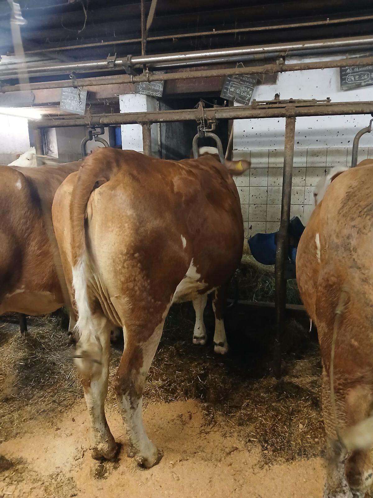 Fleckviehkuh in Milch 3