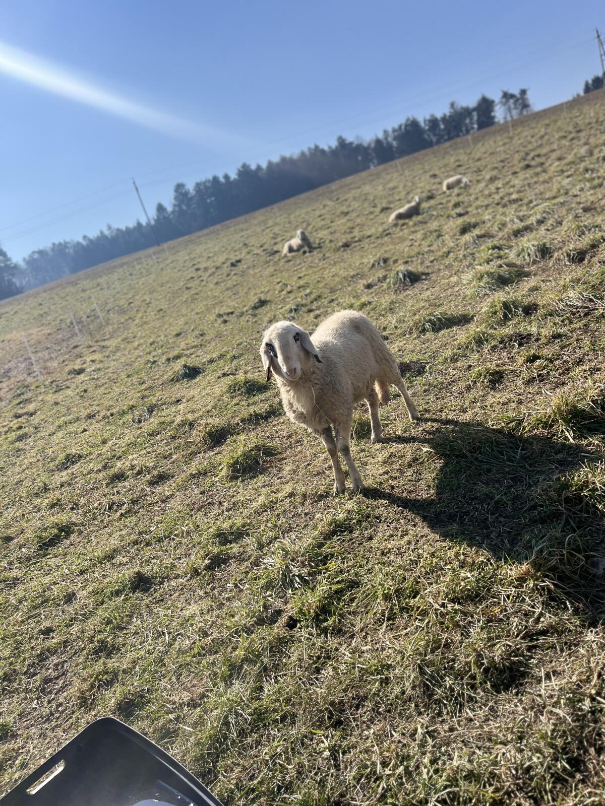 Kärtner Brillenschaf Bock 3