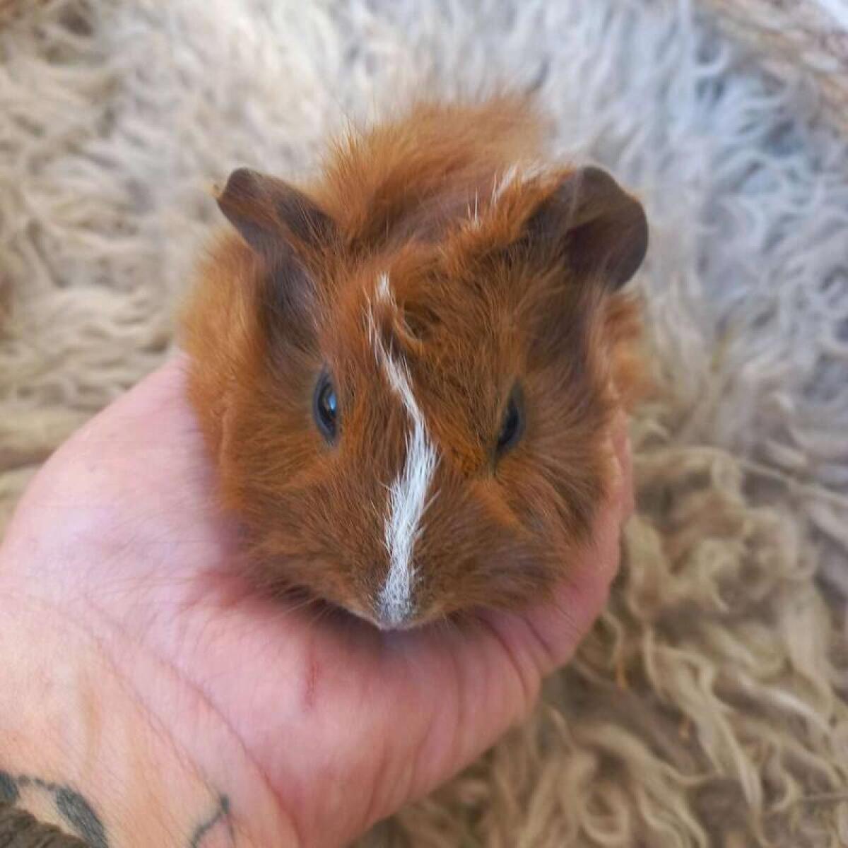Meerschweinchen 2