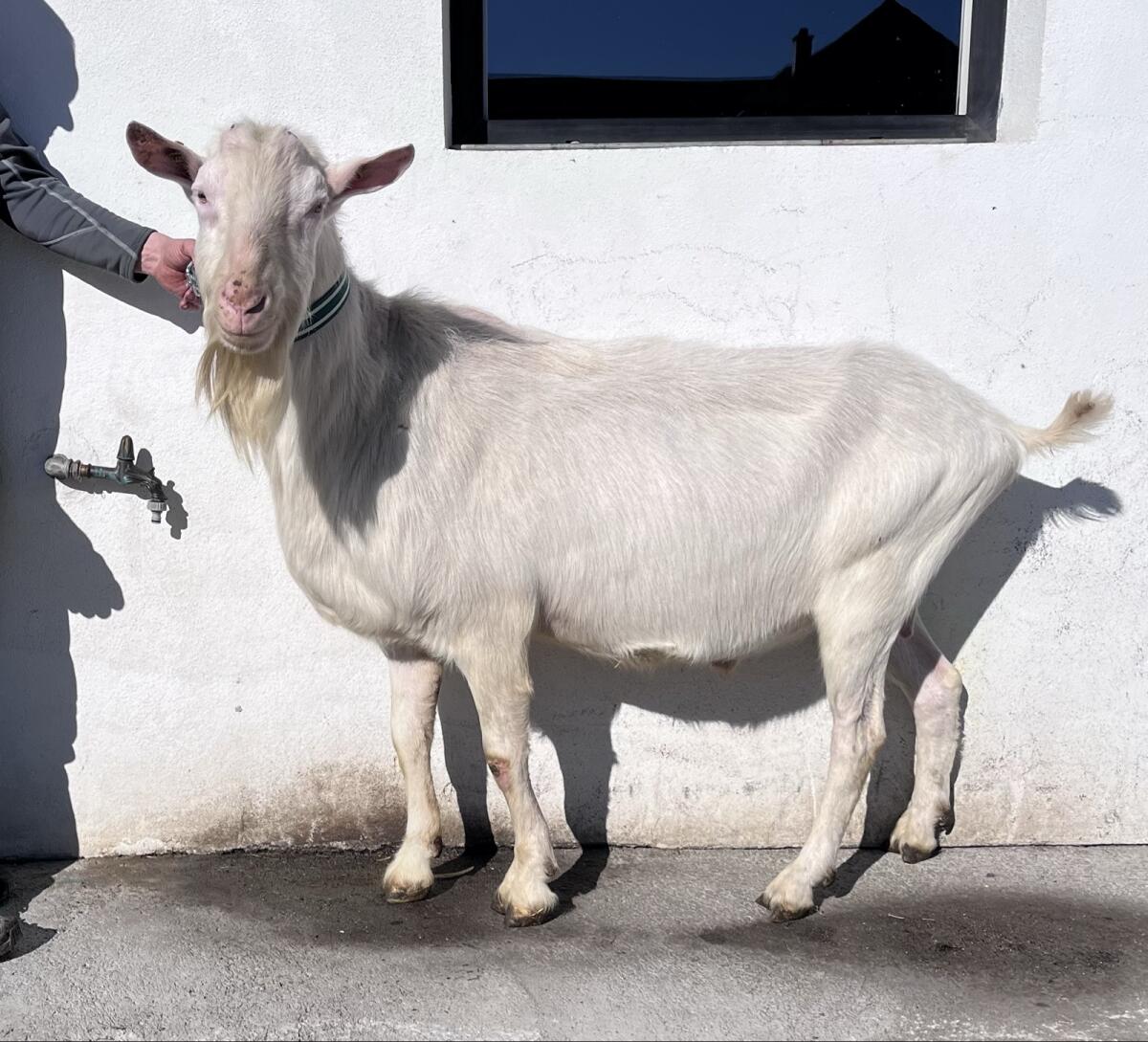 Saanenziegenbock Ia gekört 2