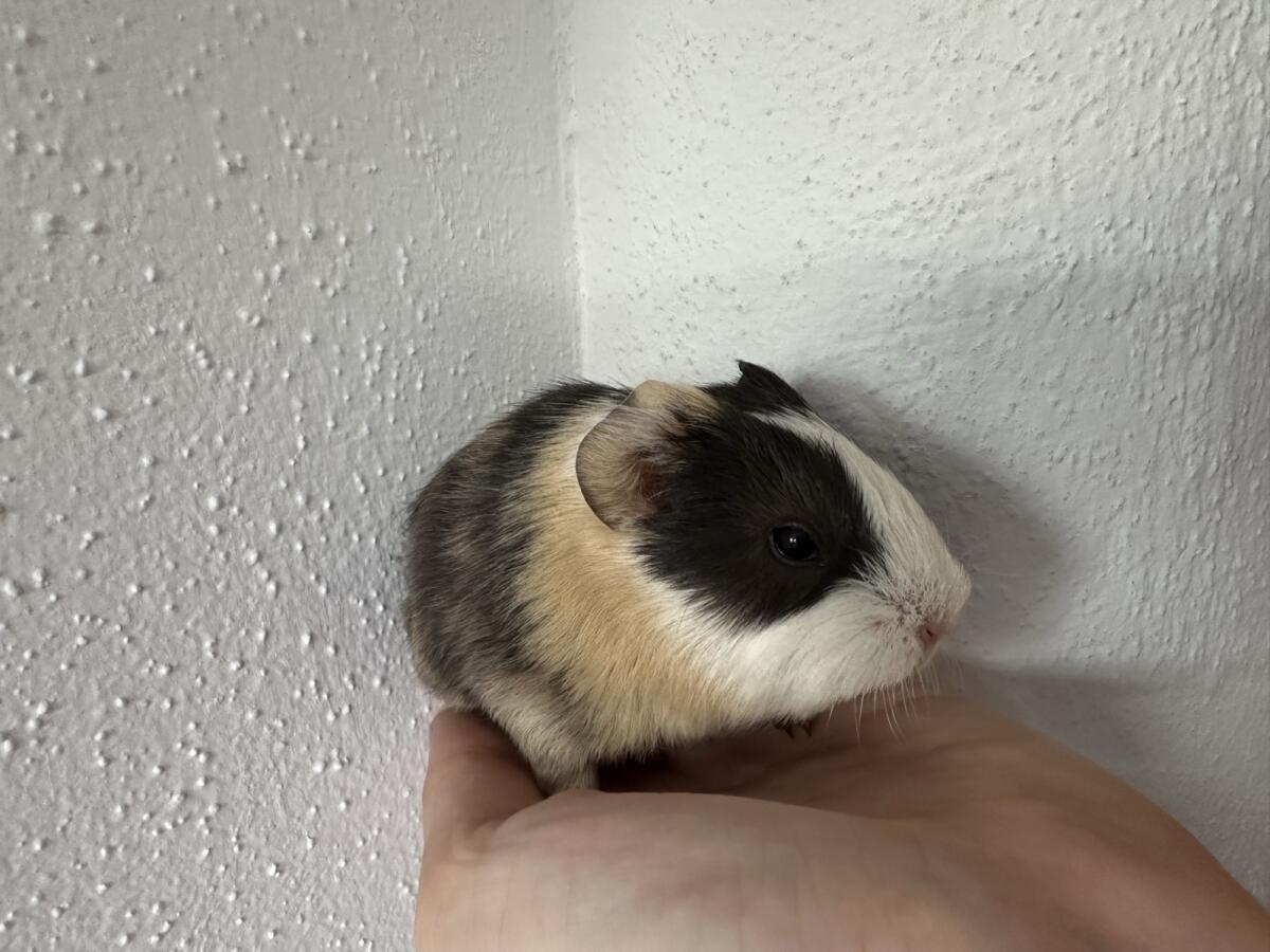 Meerschweinchen 2