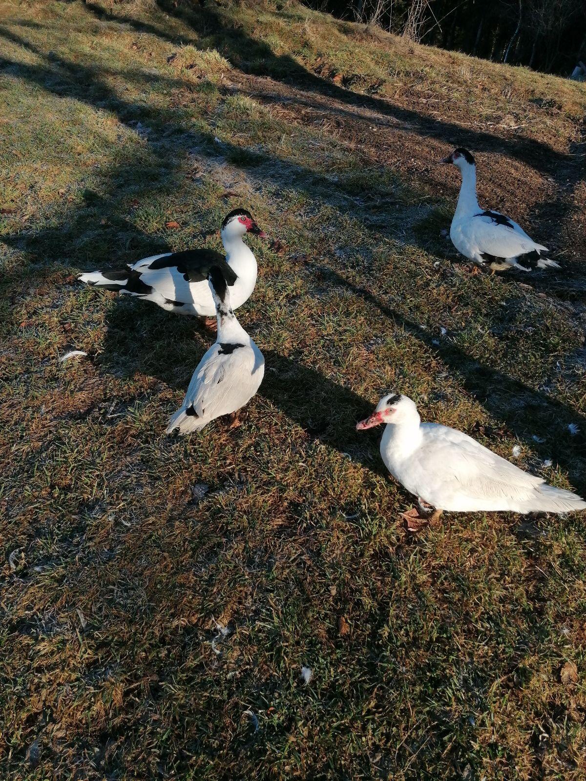 Moschusenten 2
