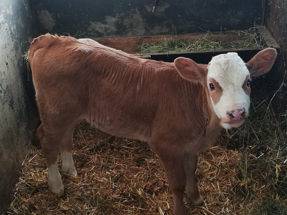 Fleckviehkalb weiblich 2